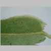 Leaf Base 20er 01.jpg